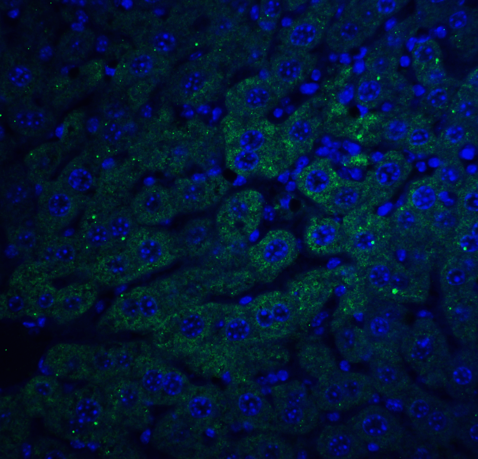 Immunofluorescence of F1A alpha in mouse liver tissue with F1A alpha antibody at 20 μg/ml.<br><br>Green: F1A alpha Antibody (2279) <br> Blue: DAPI staining Immunofluorescence of F1A alpha in mouse liver tissue with F1A alpha antibody at 20 μg/ml.<br><br>Green: F1A alpha Antibody (2279) <br> Blue: DAPI staining