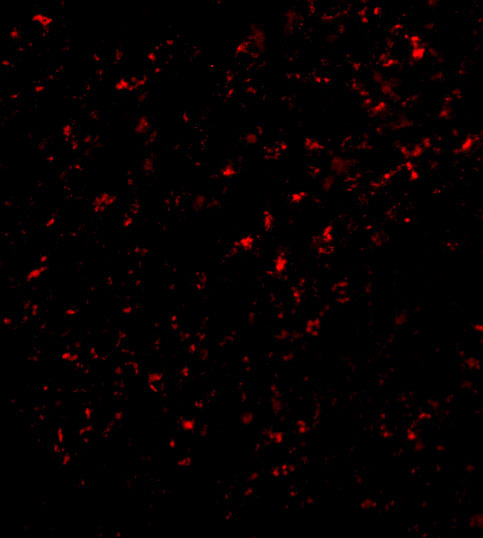 Immunofluorescence of F1A alpha in Mouse Liver cells with F1A alpha antibody at 20 μg/mL. Immunofluorescence of F1A alpha in Mouse Liver cells with F1A alpha antibody at 20 μg/mL.