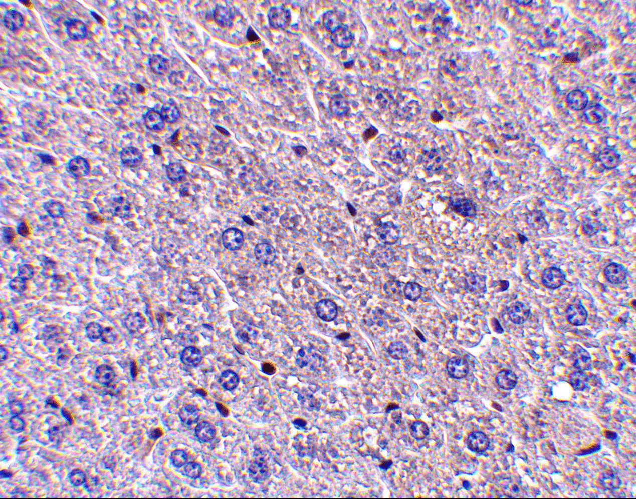 Immunohistochemistry of F1Aα in mouse liver tissue with F1Aα antibody at 5 μg/mL. Immunohistochemistry of F1Aα in mouse liver tissue with F1Aα antibody at 5 μg/mL.