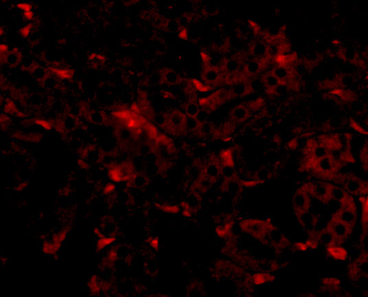 Immunofluorescence of GNPDA2 in mouse kidney tissue with GNPDA2 antibody at 20 μg/mL. Immunofluorescence of GNPDA2 in mouse kidney tissue with GNPDA2 antibody at 20 μg/mL.