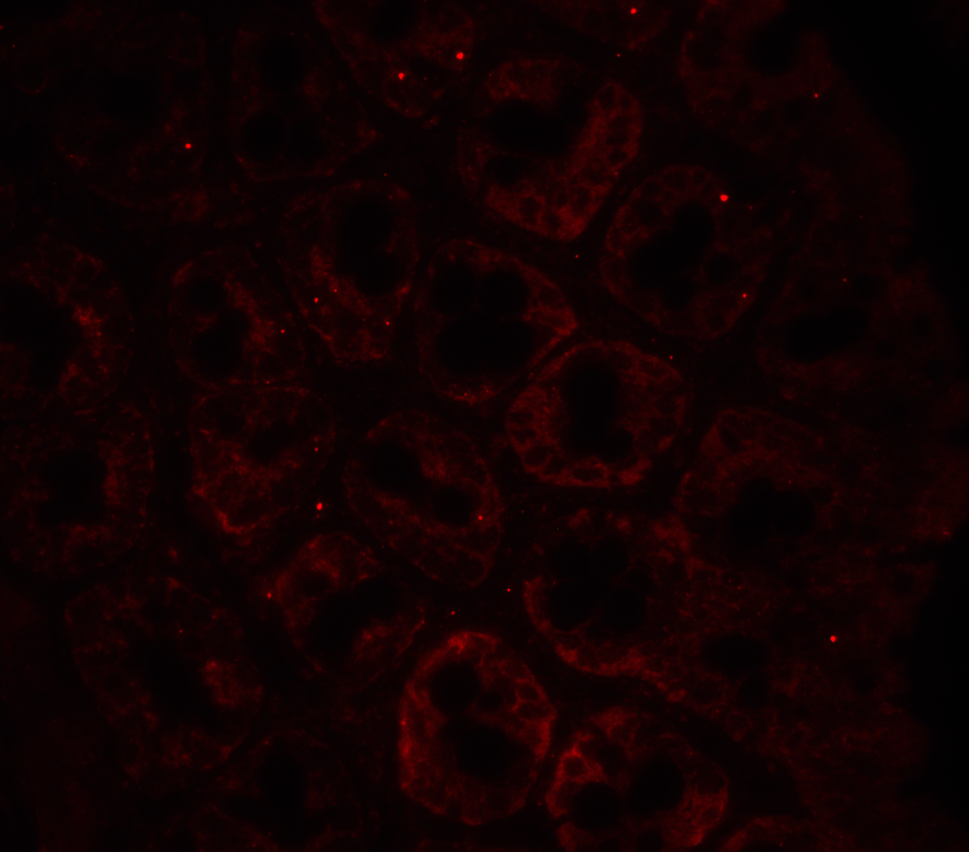 Immunofluorescence of LAMP-1 in rat colon tissue with LAMP-1 antibody at 20 μg/ml.