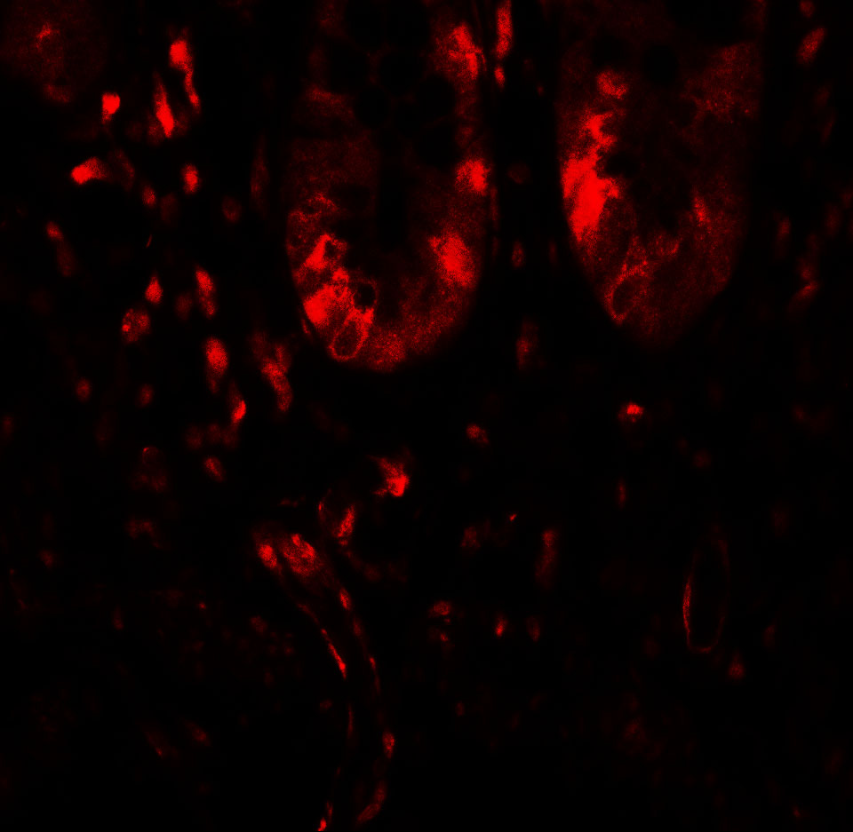 Immunofluorescence of LAMTOR1 in human small intestine tissue with LAMTOR1 antibody at 20 μg/mL. Immunofluorescence of LAMTOR1 in human small intestine tissue with LAMTOR1 antibody at 20 μg/mL.