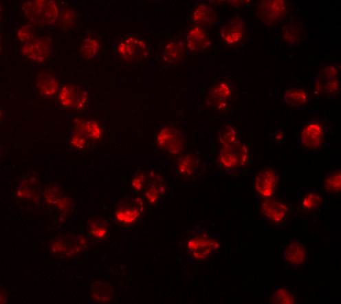 Immunofluorescence of NUP107 in A549 cells with NUP107 antibody at 10 μg/mL. Immunofluorescence of NUP107 in A549 cells with NUP107 antibody at 10 μg/mL.