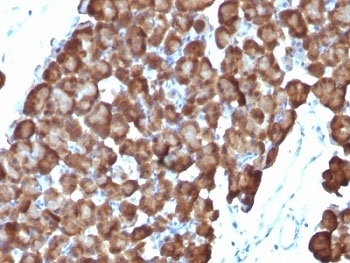 Formalin-fixed, paraffin-embedded rat pancreas stained with ODC antibody (ODC1/486) Formalin-fixed, paraffin-embedded rat pancreas stained with ODC antibody (ODC1/486)