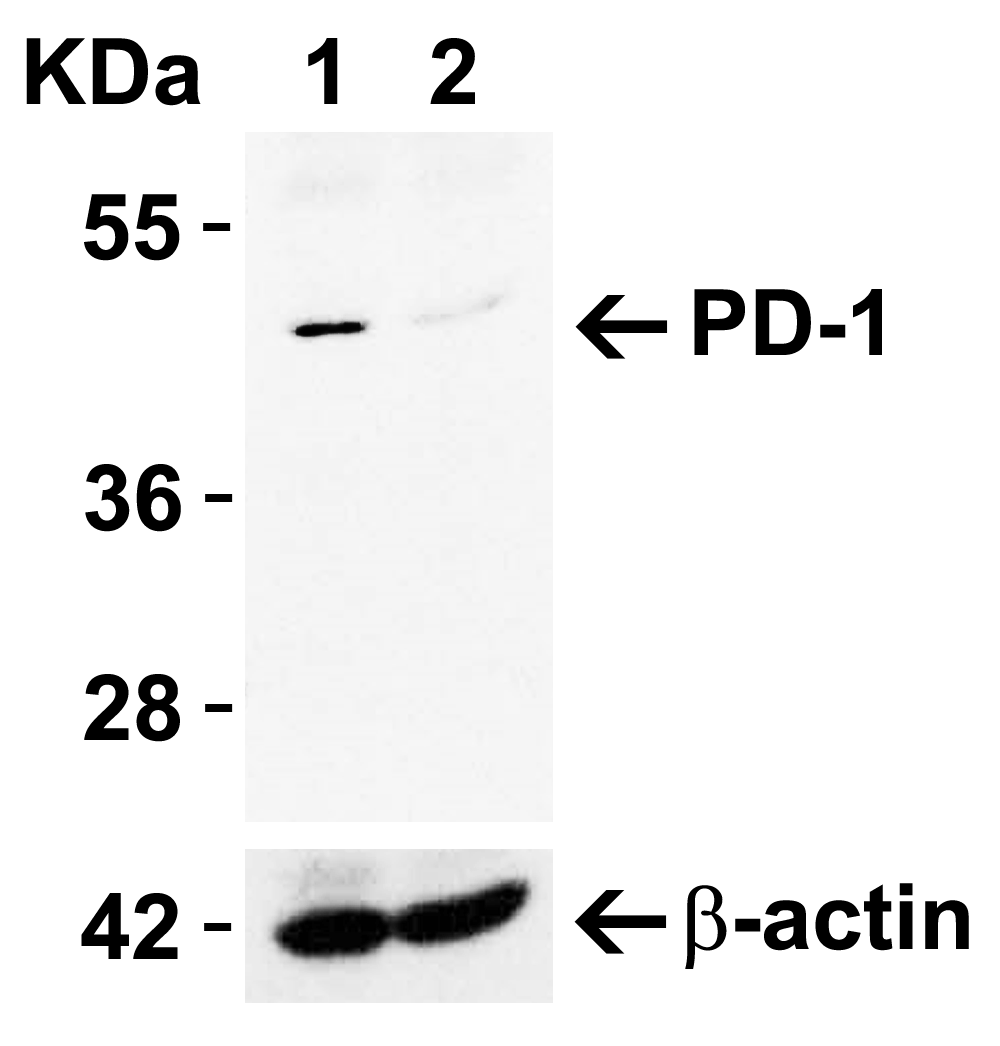 <strong>Figure 1 KO Validation in HeLa Cells</strong><br> 
Loading: 10 μg of HeLa WT cell lysates or PD-1 KO cell lysates. Antibodies:  PD-1, 4065 (4 μg/mL) and beta-actin 3779 (1 μg/mL), 1 h incubation at RT in 5% NFDM/TBST.
Secondary: Goat Anti-Rabbit IgG HRP conjugate at 1:10000 dilution.