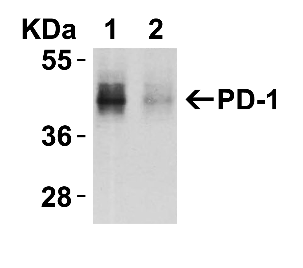 <strong>Figure 2 KD Validation in HeLa Cells</strong><br> 
Loading: 10 μg of HeLa WT cell lysates or PD-1 KD cell lysates. Antibodies:  PD-1, 4065 (4 μg/mL) and beta-actin 3779 (1 μg/mL), 1 h incubation at RT in 5% NFDM/TBST.
Secondary: Goat Anti-Rabbit IgG HRP conjugate at 1:10000 dilution.