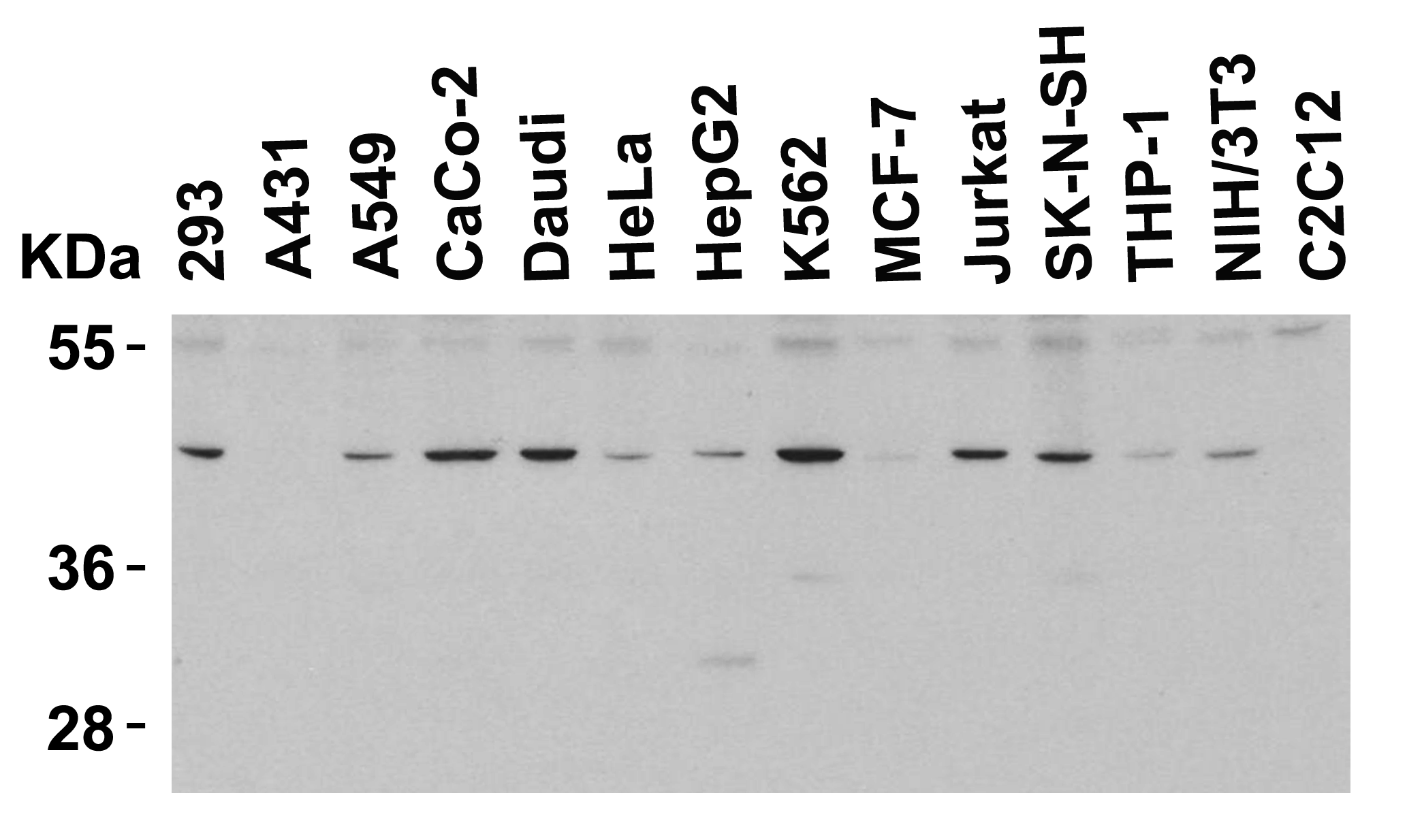 <strong>Figure 3 Western Blot Validation in Human and Mouse Cell Lines</strong><br>
Loading: 15 μg of lysates per lane.
Antibodies: PD-1 4065 (4 μg/mL), 1h incubation at RT in 5% NFDM/TBST.
Secondary: Goat anti-rabbit IgG HRP conjugate at 1:10000 dilution.