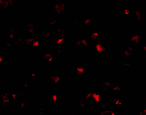 <strong>Figure 4 Immunofluorescence Validation of PHAP I in Raji Cells</strong><br>
Immunofluorescent analysis of 4% paraformaldehyde-fixed Raji Cells labeling PHAP I with 3145 at 10 μg/mL, followed by goat anti-rabbit IgG secondary antibody at 1/500 dilution (red). <strong>Figure 4 Immunofluorescence Validation of PHAP I in Raji Cells</strong><br>
Immunofluorescent analysis of 4% paraformaldehyde-fixed Raji Cells labeling PHAP I with 3145 at 10 μg/mL, followed by goat anti-rabbit IgG secondary antibody at 1/500 dilution (red).