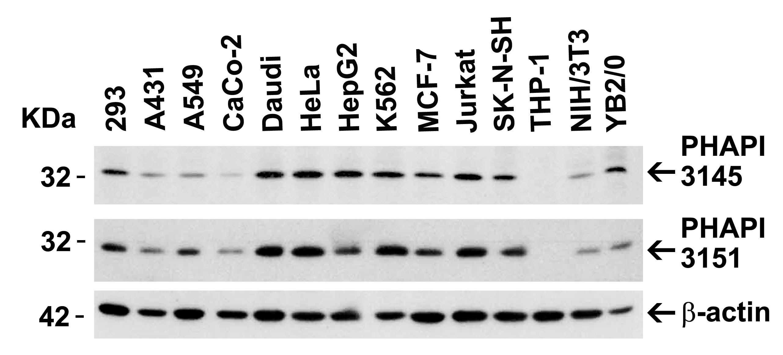 <strong>Figure 2 Independent Antibody Validation (IAV) via Protein Expression Profile in Cell Lines</strong><br>
Loading: 15 μg of lysates per lane.
Antibodies: PHAP I 3145 (2 μg/mL), PHAP I 3151 (1 μg/mL), and beta-actin (1 μg/mL), 1h incubation at RT in 5% NFDM/TBST.
Secondary: Goat anti-rabbit IgG HRP conjugate at 1:10000 dilution. <strong>Figure 2 Independent Antibody Validation (IAV) via Protein Expression Profile in Cell Lines</strong><br>
Loading: 15 μg of lysates per lane.
Antibodies: PHAP I 3145 (2 μg/mL), PHAP I 3151 (1 μg/mL), and beta-actin (1 μg/mL), 1h incubation at RT in 5% NFDM/TBST.
Secondary: Goat anti-rabbit IgG HRP conjugate at 1:10000 dilution.