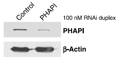 <strong>Figure 6 KD Validation of PHAPI in Human Breast Cancer Cells (Schafer et al., 2006) </strong><br>
Human Breast Cancer Cells (T47D cells) were transfected with control or PHAPI siRNA duplex. PHAPI was detected via Western Blot analysis by using the anti-PHAPI antibody. PHAPI expression was reduced after PHAPI siRNA knockdown. <strong>Figure 6 KD Validation of PHAPI in Human Breast Cancer Cells (Schafer et al., 2006) </strong><br>
Human Breast Cancer Cells (T47D cells) were transfected with control or PHAPI siRNA duplex. PHAPI was detected via Western Blot analysis by using the anti-PHAPI antibody. PHAPI expression was reduced after PHAPI siRNA knockdown.