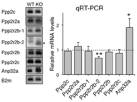 <strong>Figure 9 Induced Expression Validation of PHAPI/Anp32a in Atxn1 KO Mice (Sa?nchez et al., 2013) </strong><br>
Western blot analysis of PHAPI/Anp32a from the cerebellum of WT and Atxn1 KO mice. PHAPI expression was significantly increased (2 folds) in Atxn1 KO mice as compared to WT mice. The same effect was observed in PHAPI mRNA levels. <strong>Figure 9 Induced Expression Validation of PHAPI/Anp32a in Atxn1 KO Mice (Sa?nchez et al., 2013) </strong><br>
Western blot analysis of PHAPI/Anp32a from the cerebellum of WT and Atxn1 KO mice. PHAPI expression was significantly increased (2 folds) in Atxn1 KO mice as compared to WT mice. The same effect was observed in PHAPI mRNA levels.