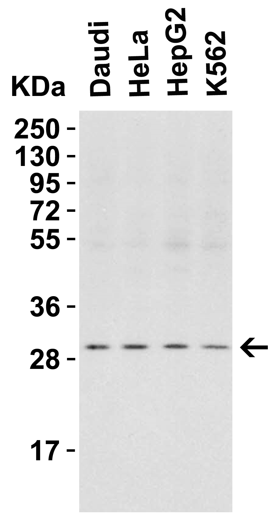<strong>Figure 3 Western Blot Validation in Human Cell Lines</strong><br>
Loading: 15 μg of lysates per lane.
Antibodies: PHAP I 3145 (2 μg/mL), 1h incubation at RT in 5% NFDM/TBST.
Secondary: Goat anti-rabbit IgG HRP conjugate at 1:10000 dilution. <strong>Figure 3 Western Blot Validation in Human Cell Lines</strong><br>
Loading: 15 μg of lysates per lane.
Antibodies: PHAP I 3145 (2 μg/mL), 1h incubation at RT in 5% NFDM/TBST.
Secondary: Goat anti-rabbit IgG HRP conjugate at 1:10000 dilution.