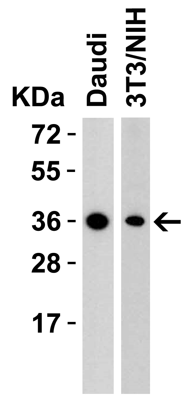 <strong>Figure 1 Western Blot Validation in Human and Mouse Cell Lines</strong><br>
Loading: 15 μg of lysates per lane.
Antibodies: RSPO1, 5171 (2 μg/mL), 1h incubation at RT in 5% NFDM/TBST.
Secondary: Goat anti-rabbit IgG HRP conjugate at 1:10000 dilution. <strong>Figure 1 Western Blot Validation in Human and Mouse Cell Lines</strong><br>
Loading: 15 μg of lysates per lane.
Antibodies: RSPO1, 5171 (2 μg/mL), 1h incubation at RT in 5% NFDM/TBST.
Secondary: Goat anti-rabbit IgG HRP conjugate at 1:10000 dilution.