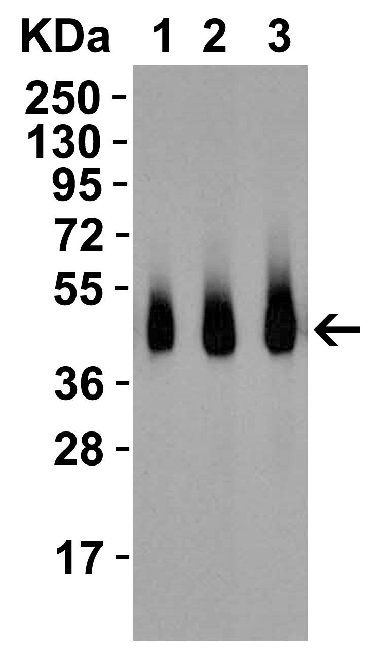 <strong>Figure 2 Western Blot Validation with Recombinant Protein</strong><br>
Loading: 30 ng of human RSPO1 recombinant protein per lane.
Antibodies: RSPO1, 5171 (Lane 1: 0.5 μg/mL, Lane 2: 1 μg/mL, Lane 3: 2 μg/mL), 1h incubation at RT in 5% NFDM/TBST.
Secondary: Goat anti-rabbit IgG HRP conjugate at 1:10000 dilution. <strong>Figure 2 Western Blot Validation with Recombinant Protein</strong><br>
Loading: 30 ng of human RSPO1 recombinant protein per lane.
Antibodies: RSPO1, 5171 (Lane 1: 0.5 μg/mL, Lane 2: 1 μg/mL, Lane 3: 2 μg/mL), 1h incubation at RT in 5% NFDM/TBST.
Secondary: Goat anti-rabbit IgG HRP conjugate at 1:10000 dilution.