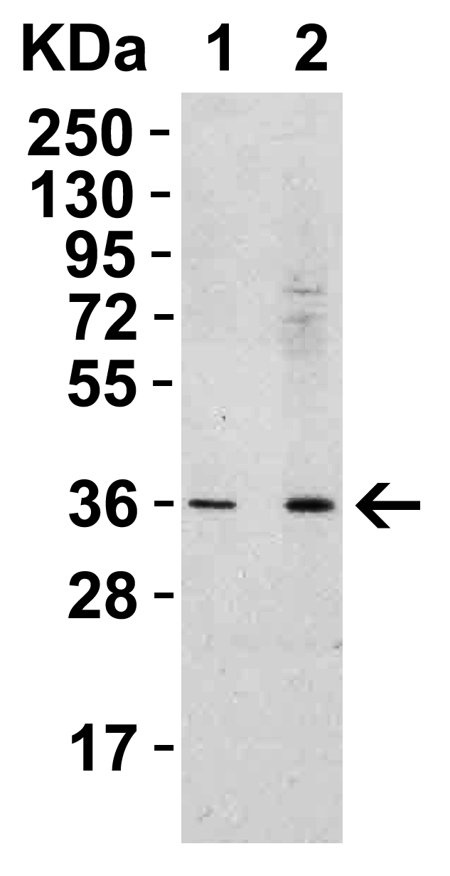 <strong>Figure 3 Western Blot Validation in Human Spleen </strong><br>
Loading: 15 μg of lysates per lane.
Antibodies: RSPO1, 5171 (Lane 1: 0.5 μg/mL, Lane 2: 1 μg/mL), 1h incubation at RT in 5% NFDM/TBST.
Secondary: Goat anti-rabbit IgG HRP conjugate at 1:10000 dilution. <strong>Figure 3 Western Blot Validation in Human Spleen </strong><br>
Loading: 15 μg of lysates per lane.
Antibodies: RSPO1, 5171 (Lane 1: 0.5 μg/mL, Lane 2: 1 μg/mL), 1h incubation at RT in 5% NFDM/TBST.
Secondary: Goat anti-rabbit IgG HRP conjugate at 1:10000 dilution.