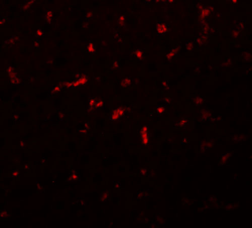 Immunofluorescence of RSRC1 in rat liver tissue with RSRC1 antibody at 20 μg/mL. Immunofluorescence of RSRC1 in rat liver tissue with RSRC1 antibody at 20 μg/mL.