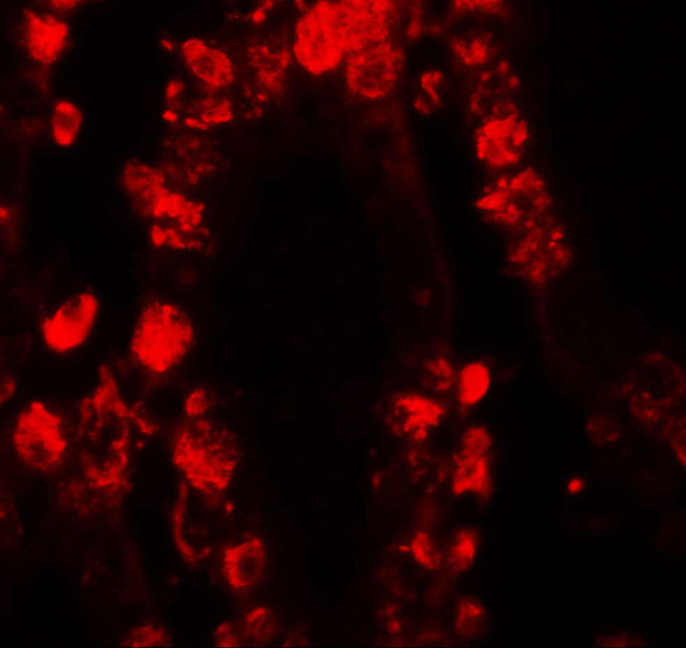 Immunofluorescence of STAT3 in human small intestine tissue with STAT3 antibody at 20 μg/ml.