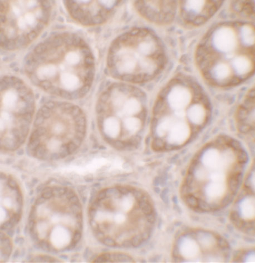 Immunohistochemistry of STAT3 in human small intestine tissue with STAT3 antibody at 5 μg/ml.