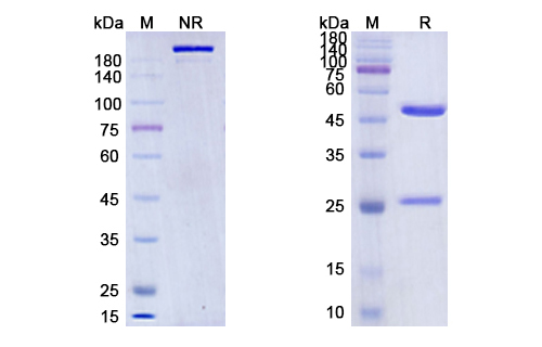 SDS-PAGE Image SDS-PAGE Image