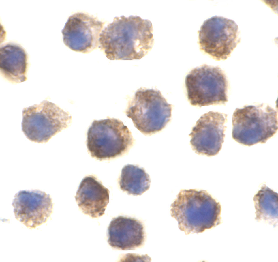 Immunocytochemical staining of RAW264.7 cells using TLR11 antibody at 2 μg/mL. Immunocytochemical staining of RAW264.7 cells using TLR11 antibody at 2 μg/mL.