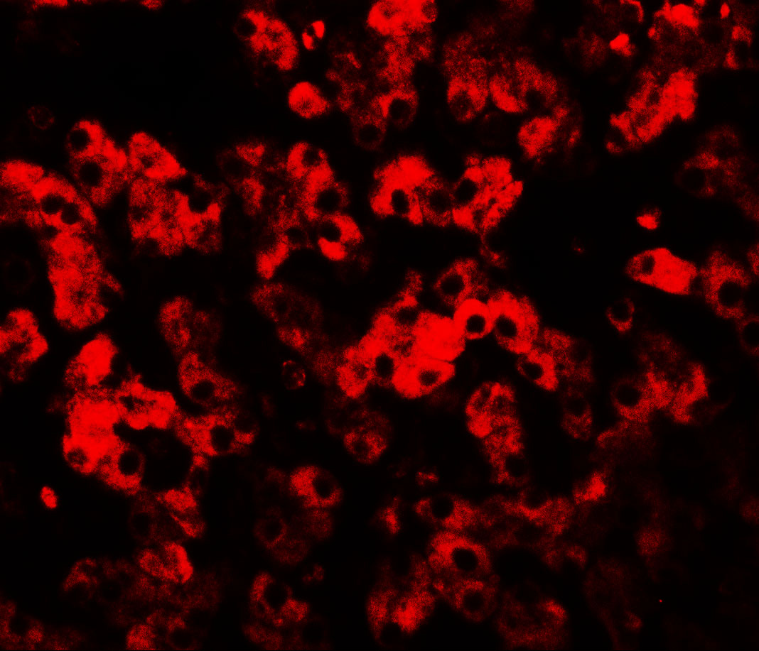 Immunofluorescence of TMEM135 in human liver tissue with TMEM135 antibody at 20 μg/ml.