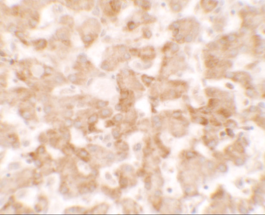 Immunohistochemistry of TMEM135 in human liver tissue with TMEM135 antibody at 2.5 μg/ml.