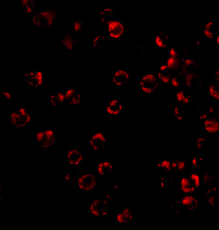 Immunofluorescence of TRIM25 in HeLa cells with TRIM25 antibody at 20 μg/mL. Immunofluorescence of TRIM25 in HeLa cells with TRIM25 antibody at 20 μg/mL.