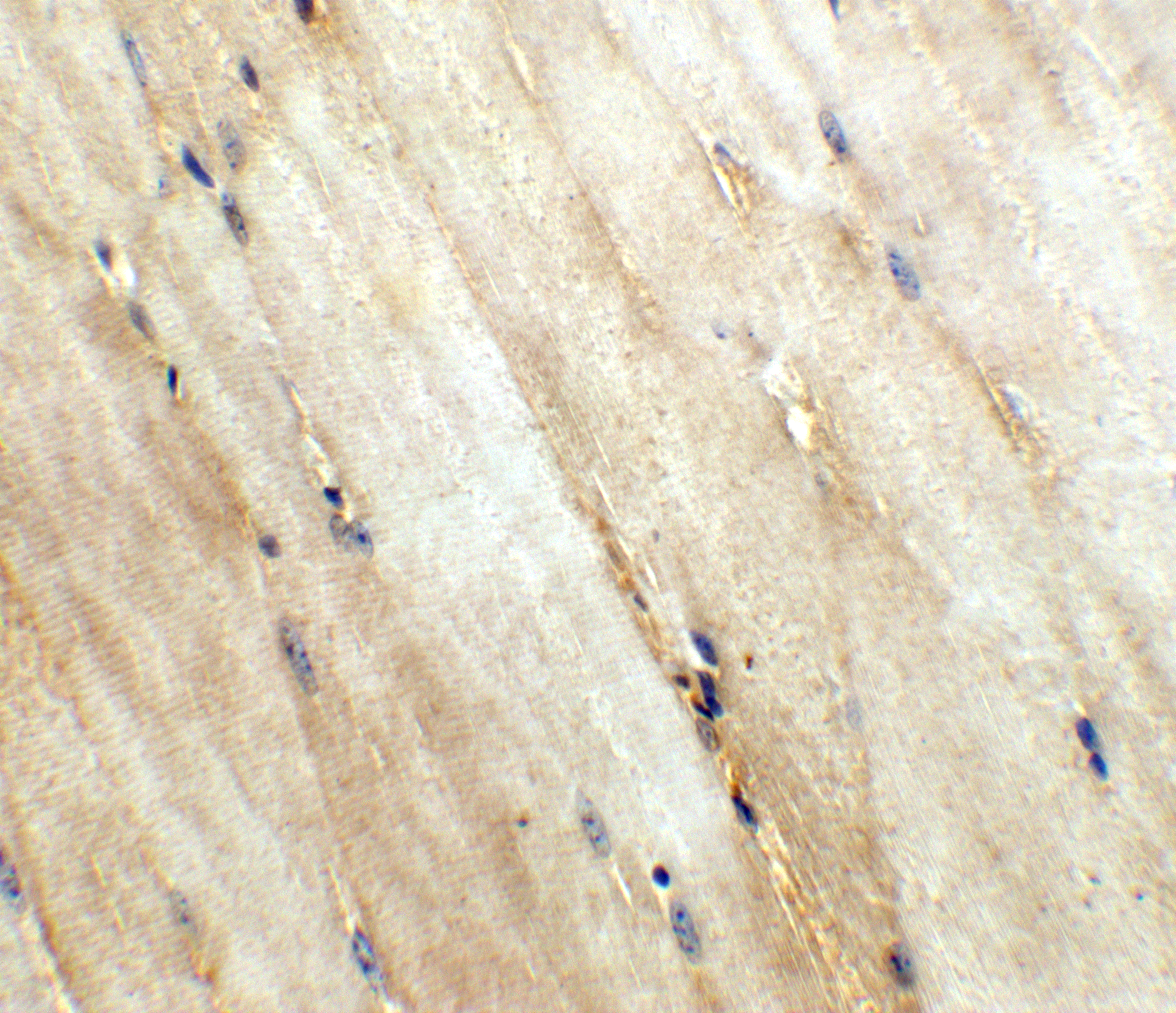 Immunohistochemistry of Wnt10a in mouse skeletal muscle tissue with Wnt10a antibody at 5 μg/ml.
