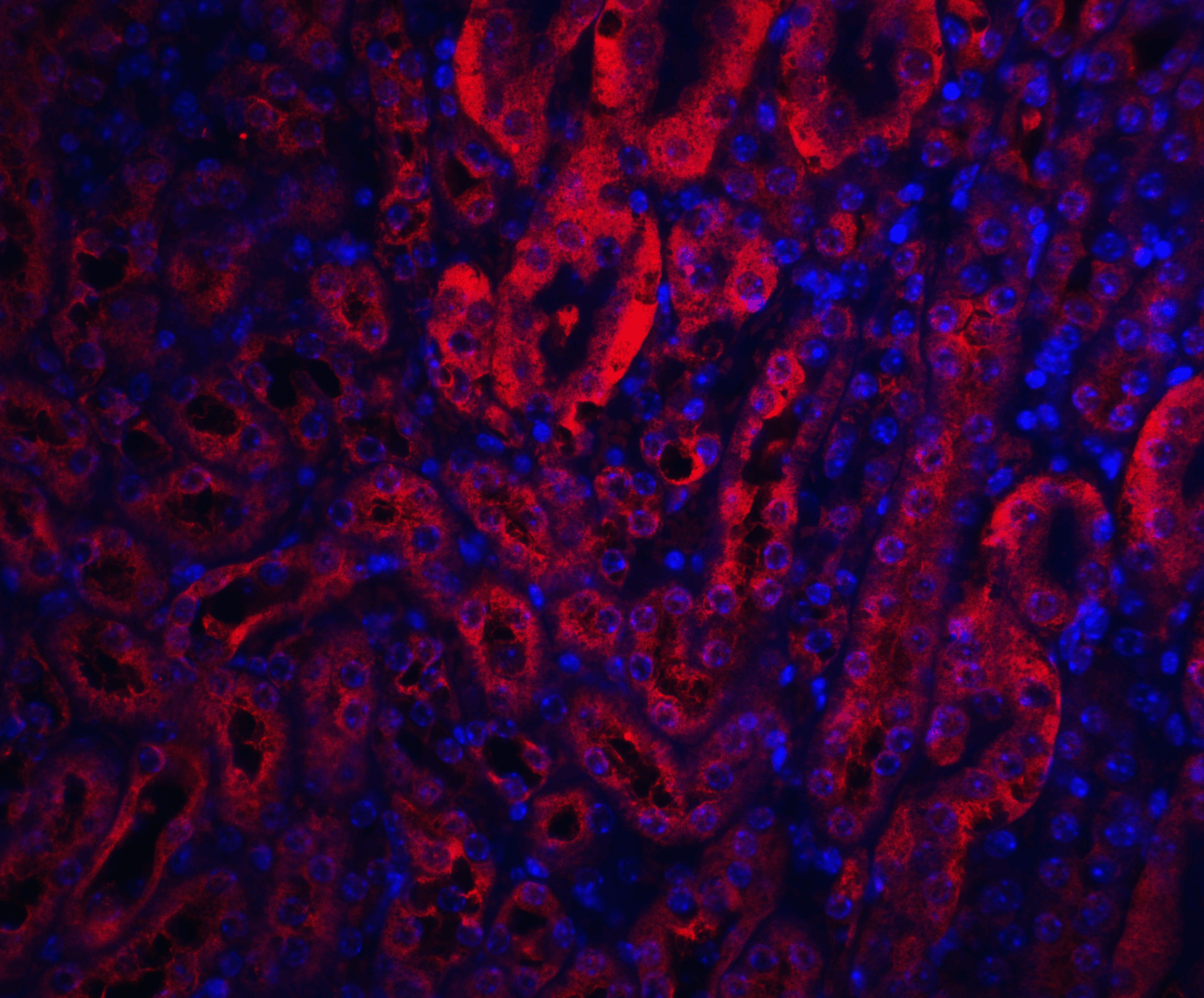Immunofluorescence of XIAP in mouse kidney tissue with XIAP antibody at 20 μg/mL.<br><br>Red: XIAP Antibody (3331) <br> Blue: DAPI staining Immunofluorescence of XIAP in mouse kidney tissue with XIAP antibody at 20 μg/mL.<br><br>Red: XIAP Antibody (3331) <br> Blue: DAPI staining