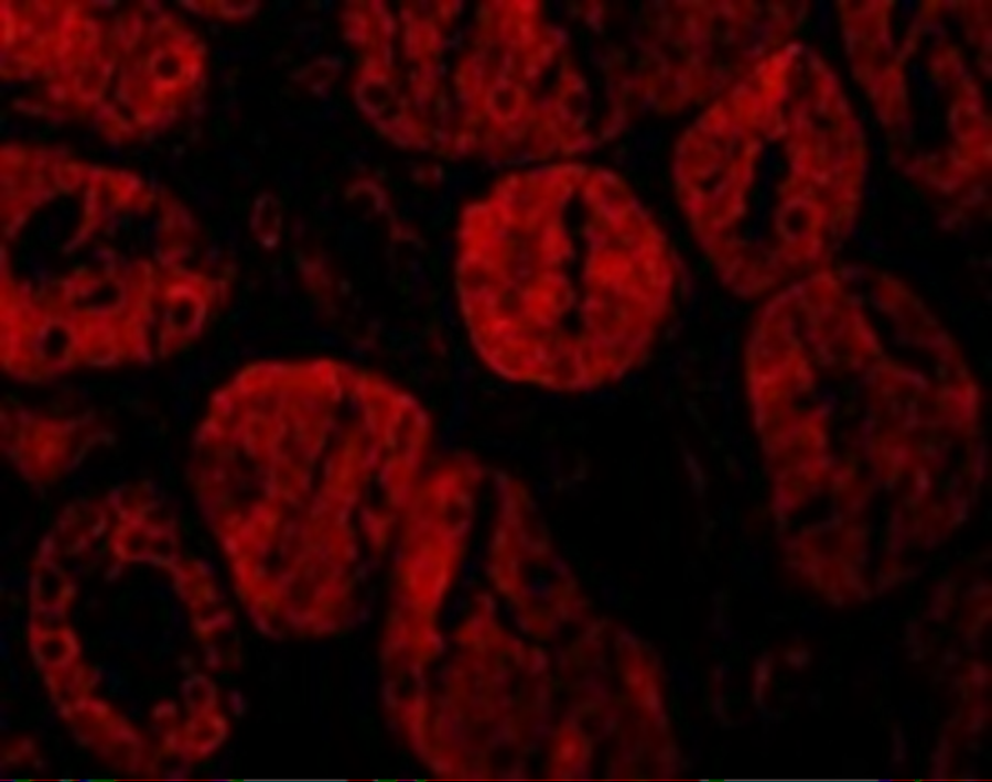 Immunofluorescence of XIAP in Human Kidney tissue with XIAP antibody at 10 μg/mL. Immunofluorescence of XIAP in Human Kidney tissue with XIAP antibody at 10 μg/mL.