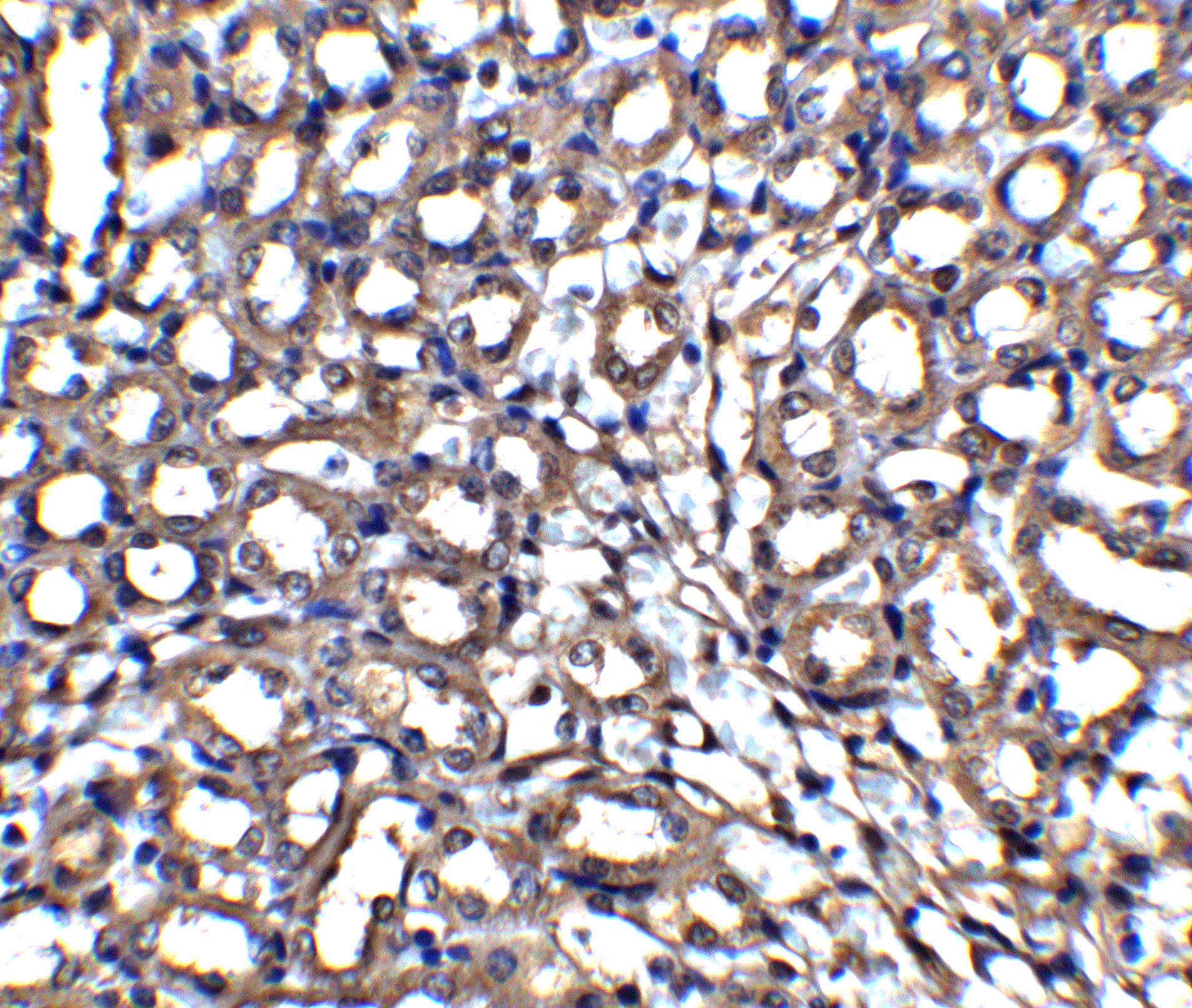 Immunohistochemistry of XIAP in mouse kidney tissue with XIAP antibody at 5 μg/mL. Immunohistochemistry of XIAP in mouse kidney tissue with XIAP antibody at 5 μg/mL.