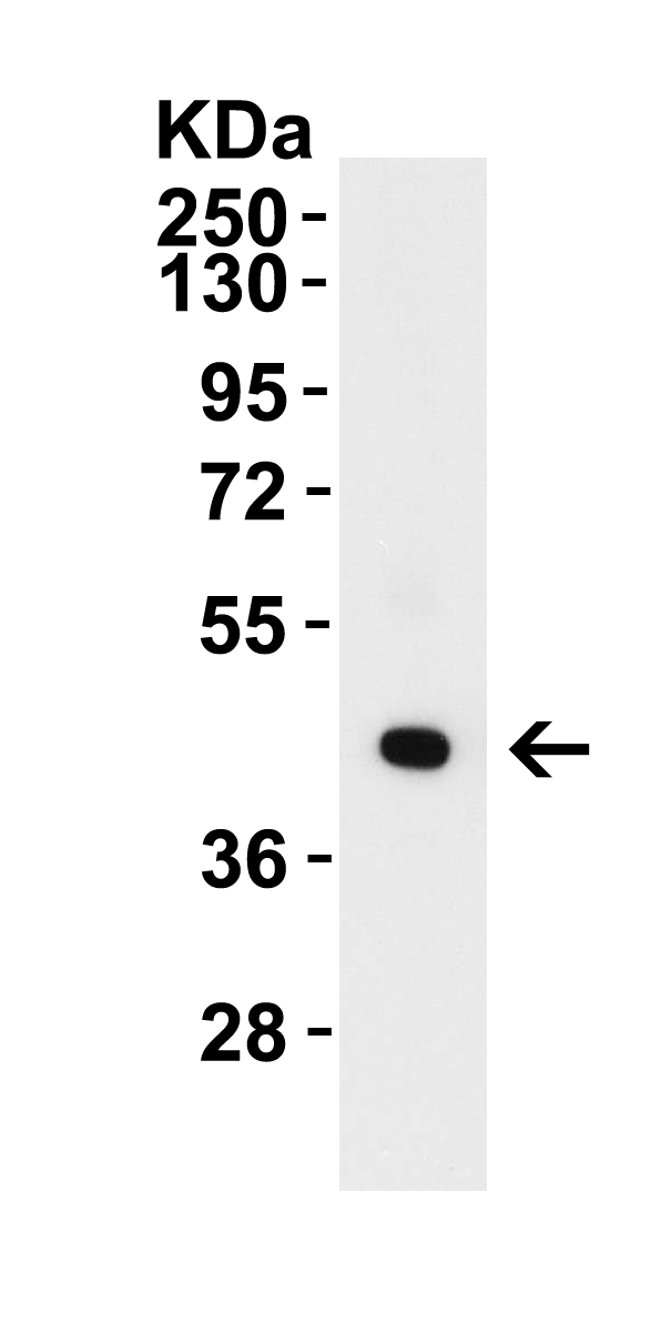 <strong>Figure 1 WB Validation in Human Tonsil</strong><br>
Loading: 10 μg of lysate. 
Antibodies: ZBP1 4401, 1 μg/mL , 1 h incubation at RT in 8% NFDM/TBST. 
Secondary: Goat Anti-Rabbit IgG HRP conjugate at 1:10,000 dilution.