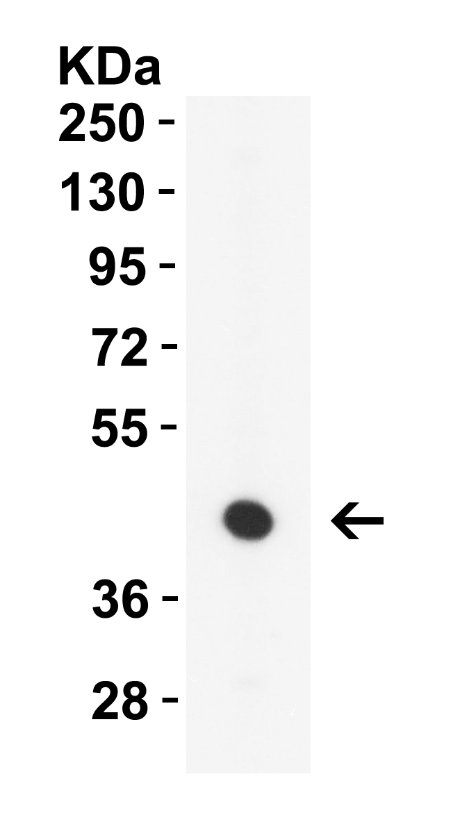 <strong>Figure 3 Western Blot Validation in Mouse Brain </strong><br>
Loading: 10 μg of lysates per lane. 
Antibodies: ZBP1 4401, 1 μg/mL, 1h incubation at RT in 5% NFDM/TBST. 
Secondary: Goat anti-rabbit IgG HRP conjugate at 1:10,000 dilution.