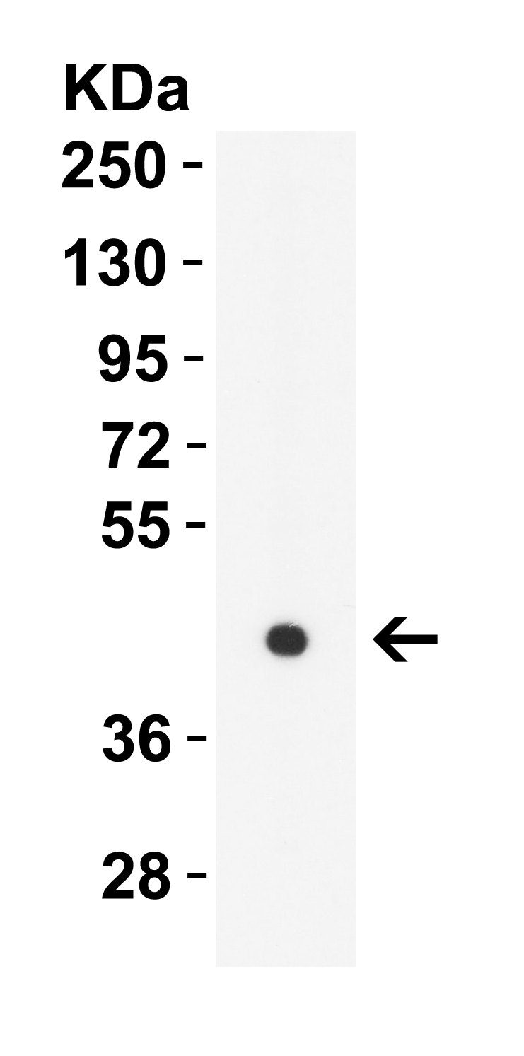 <strong>Figure 4 WB Validation in Rat Brain</strong><br>
Loading: 10 μg of lysate. 
Antibodies: ZBP1 4401, 1 μg/mL , 1 h incubation at RT in 8% NFDM/TBST. 
Secondary: Goat Anti-Rabbit IgG HRP conjugate at 1:10,000 dilution