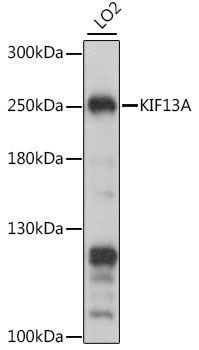 KIF13A Antibody Cat. No. 16295 ProSci
