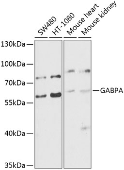GABPA Antibody Cat. No. 23570 ProSci