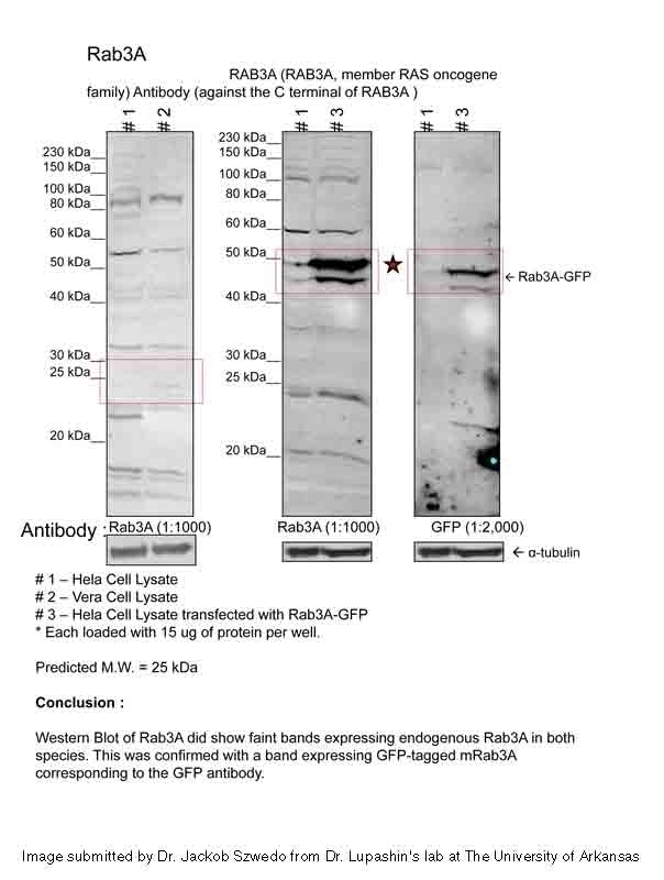 RAB3A Antibody - Cat. No. 31-123 | ProSci