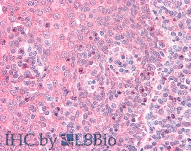 CD68 Antibody Cat. No. 43699 ProSci