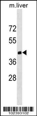 Mouse Dnmt3L Antibody - Cat. No. 55-295 | ProSci