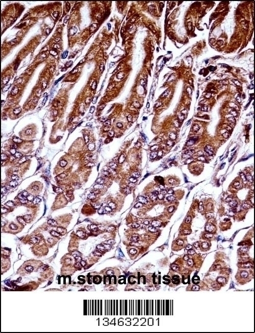 Mouse Map3k7 Antibody - Cat. No. 57-351 | ProSci
