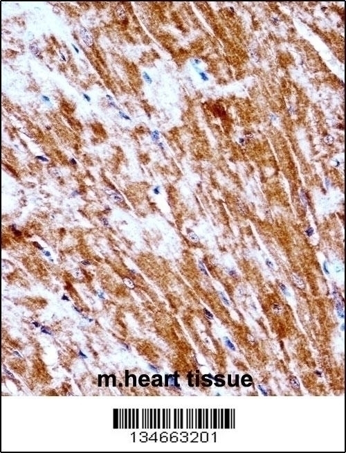 Mouse Pdk2 Antibody - Cat. No. 57-463 | ProSci