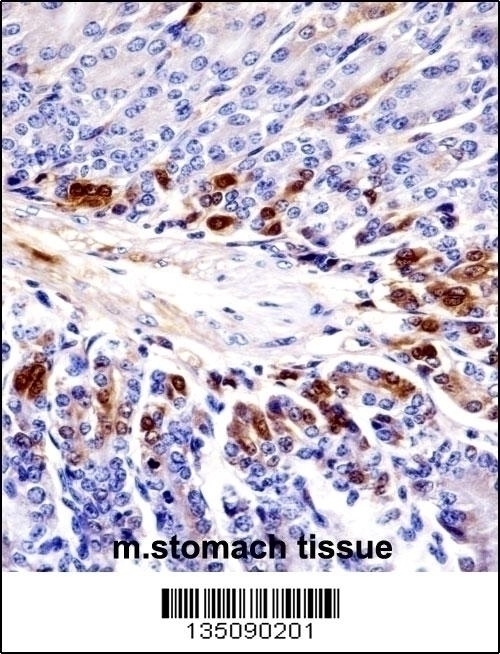 Mouse Sgk269 Antibody - Cat. No. 58-062 | ProSci