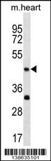 Mouse Actl7b Antibody - Cat. No. 60-061 | ProSci
