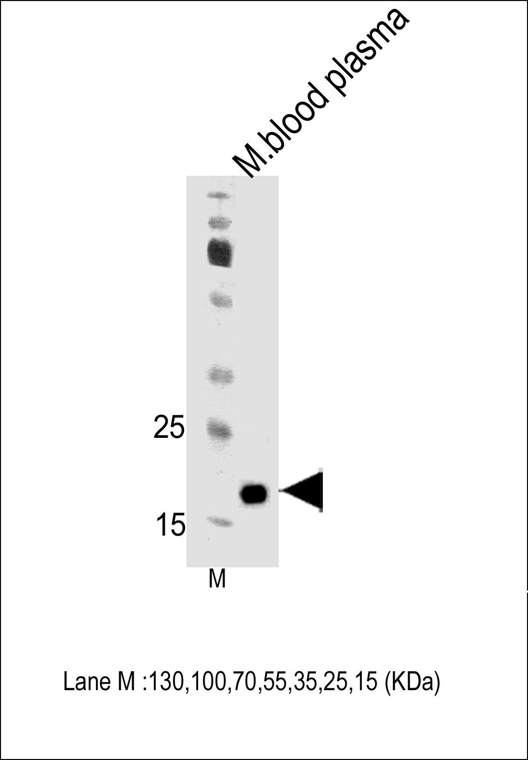 Mouse Apom Antibody - Cat. No. 60-105 | ProSci