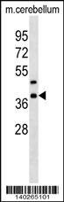 Mouse Crkl Antibody - Cat. No. 60-475 | ProSci