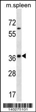Mouse Inha Antibody - Cat. No. 60-481 | ProSci
