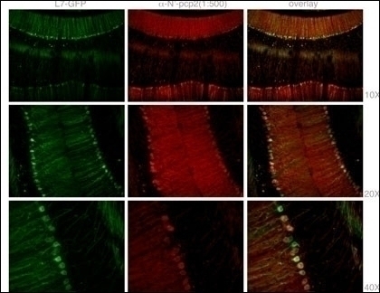 Mouse Pcp2 Antibody - Cat. No. 62-260 | ProSci