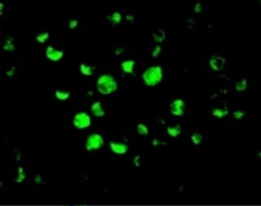 Apaf1 Antibody Cat. No. 2013 ProSci