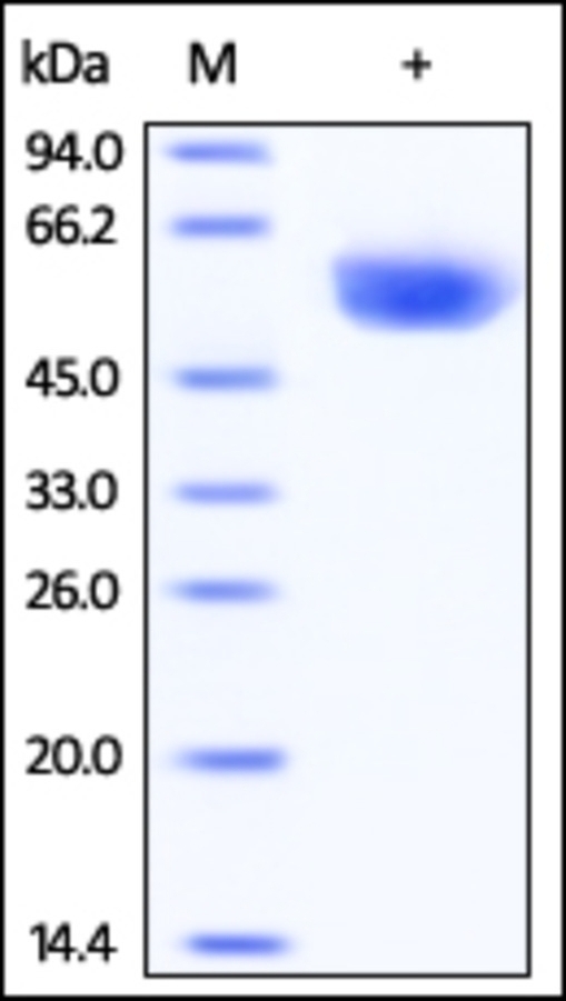 CD4 Protein Cat. No. 96106 ProSci