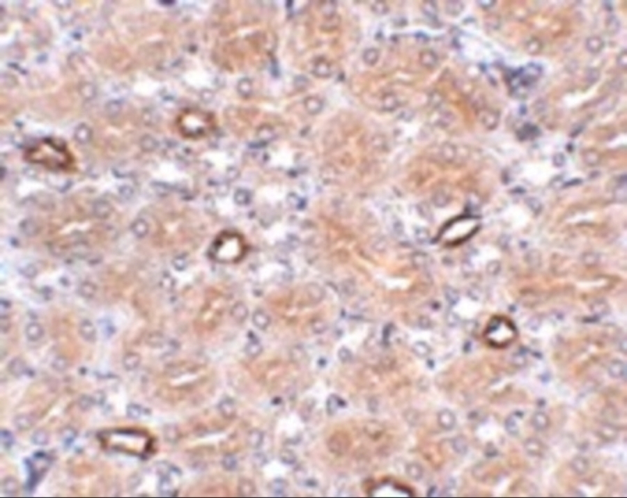 NOTUM Antibody Cat. No. 5291 ProSci